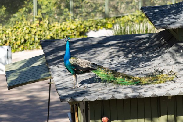 Les astuces de styling des célébrités pour porter des chemises baseball avec panache