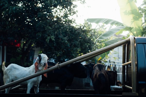 Transports d'animaux : Guide complet pour le déplacement sécurisé et conforme de vos animaux